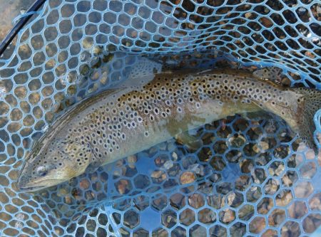 平日釣行で好釣果 ～フィシングパーク高島の泉～